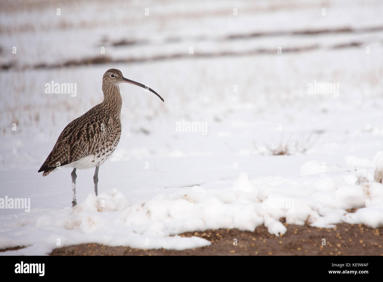 Courlis cendré Banque D'Images