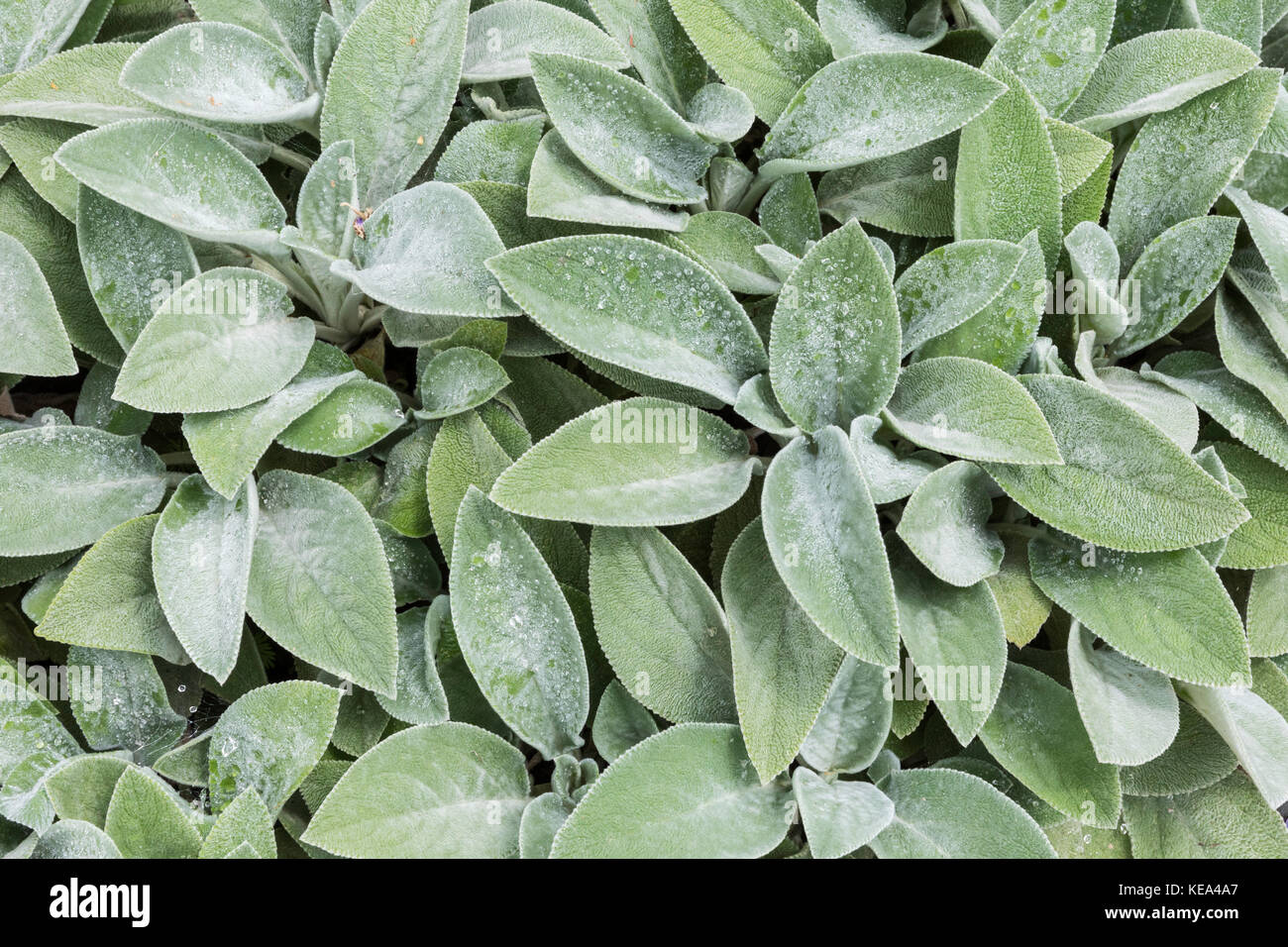 L'Agneau-oreille (Stachys byzantina) Banque D'Images