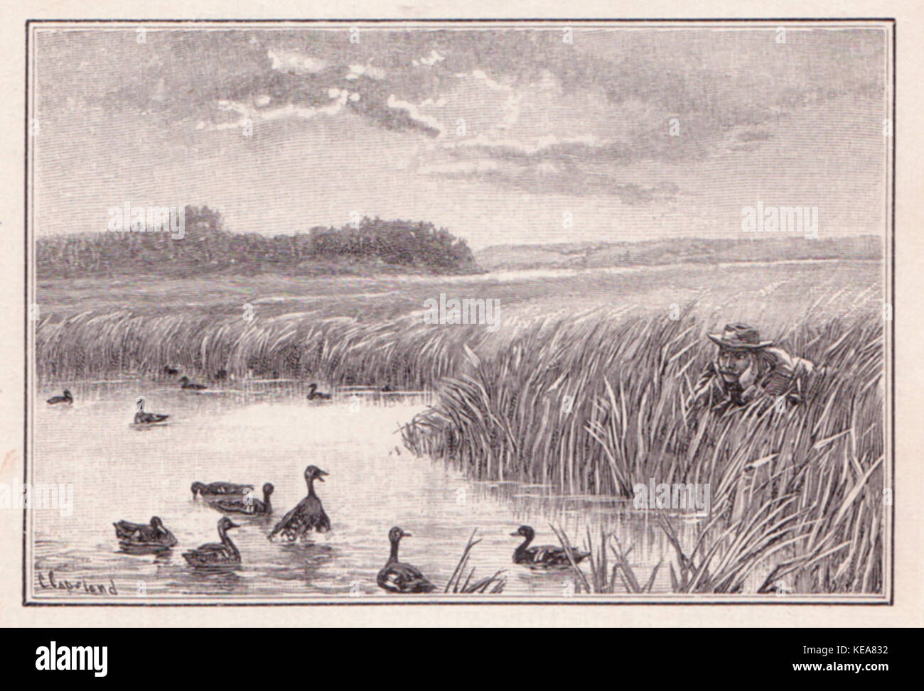 Canards sauvages Banque D'Images