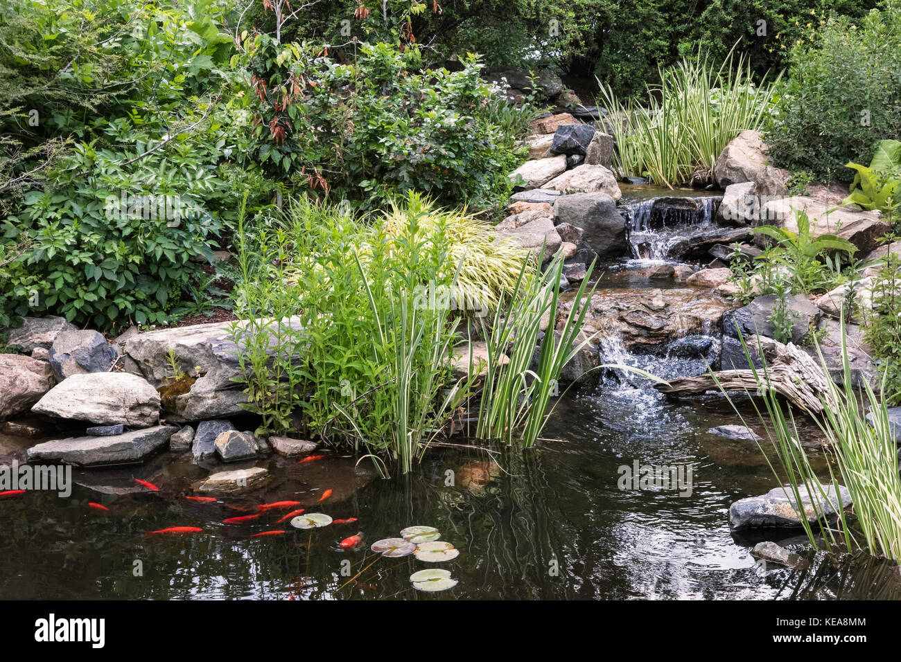 Jardin d'eau, les jardins botaniques de Denver, Denver, Colorado, USA Banque D'Images