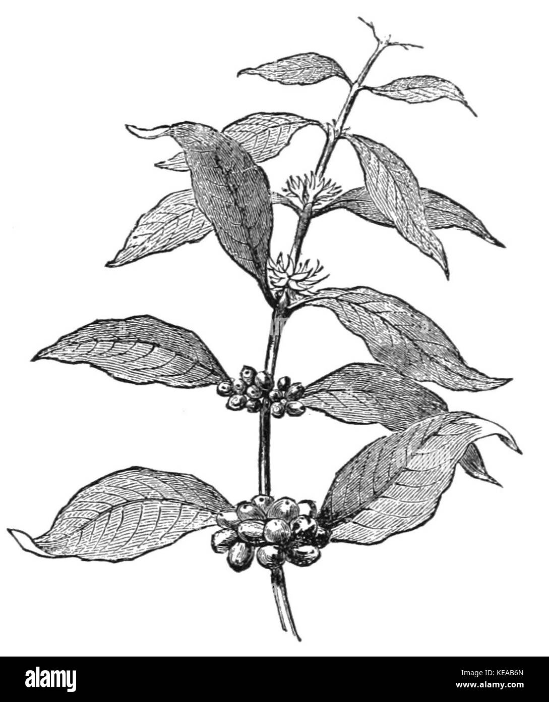 Le plant de café TLM D532 est un spécimen qui représente l'importance agricole de la culture du café. Les caféiers comme le TLM D532 sont vitaux pour l'agriculture et l'économie mondiales, connus pour leur contribution à la production de café dans le monde entier. Banque D'Images