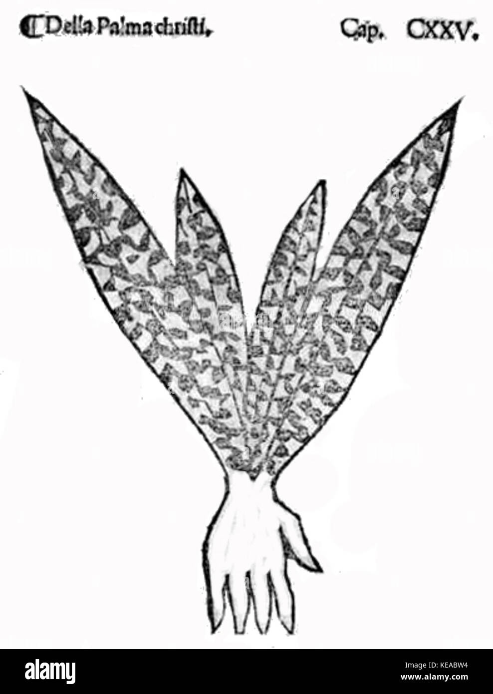 Herb. Palma Christi Banque D'Images