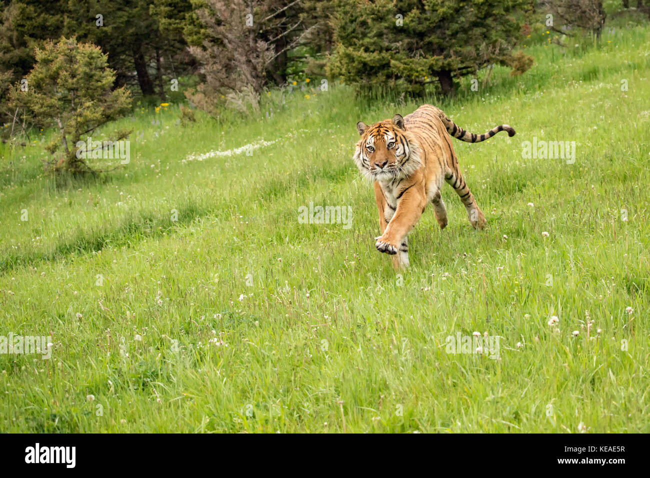 Siberian Tiger running dans un pré à Bozeman, Montana, USA. Des animaux en captivité. Banque D'Images