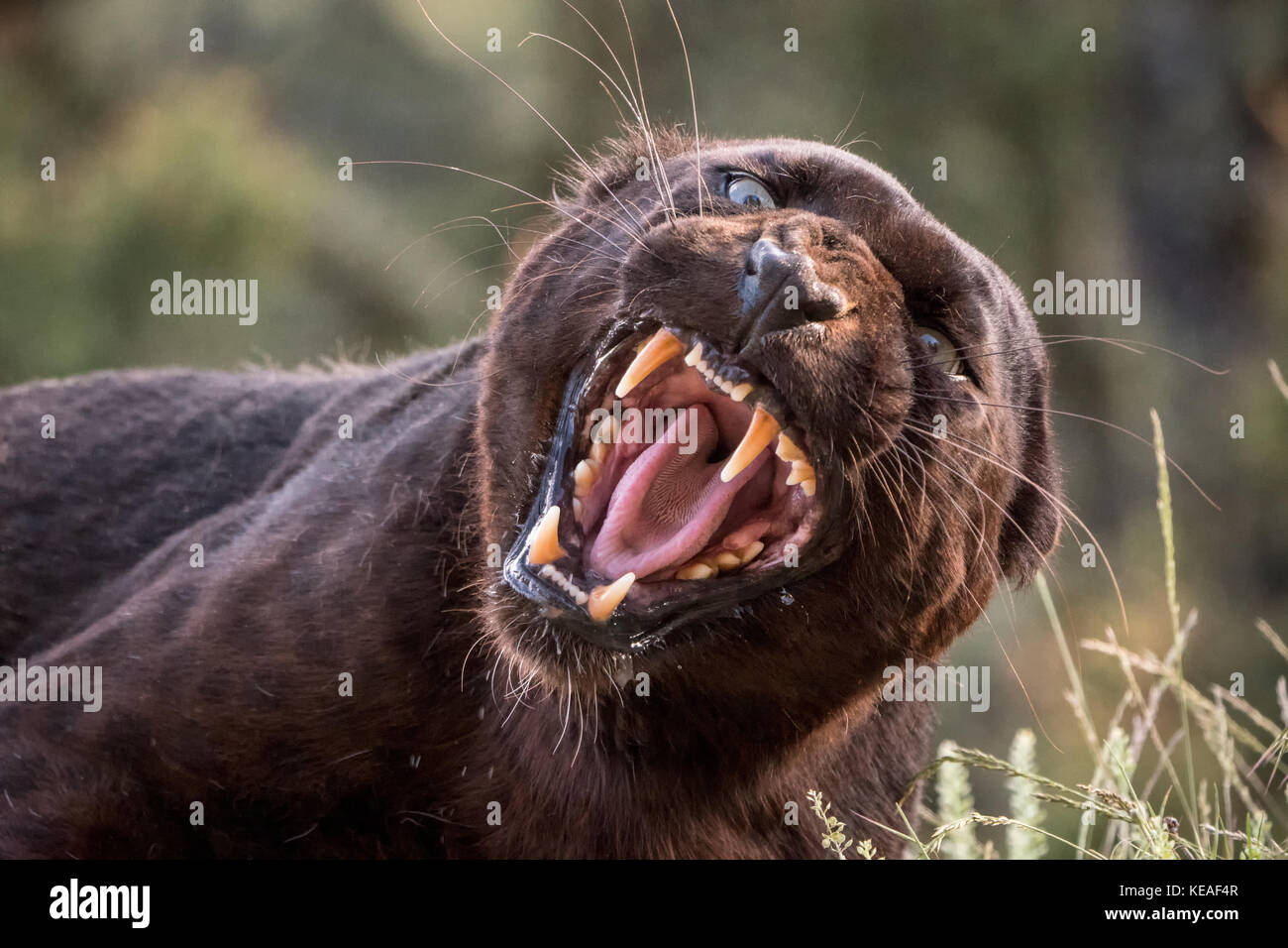 Grincement de la panthère noire, montrant ses dents pointues, près de Bozeman, Montana, USA. Une panthère noire dans les Amériques est la variante de couleur noire de melanistic Banque D'Images