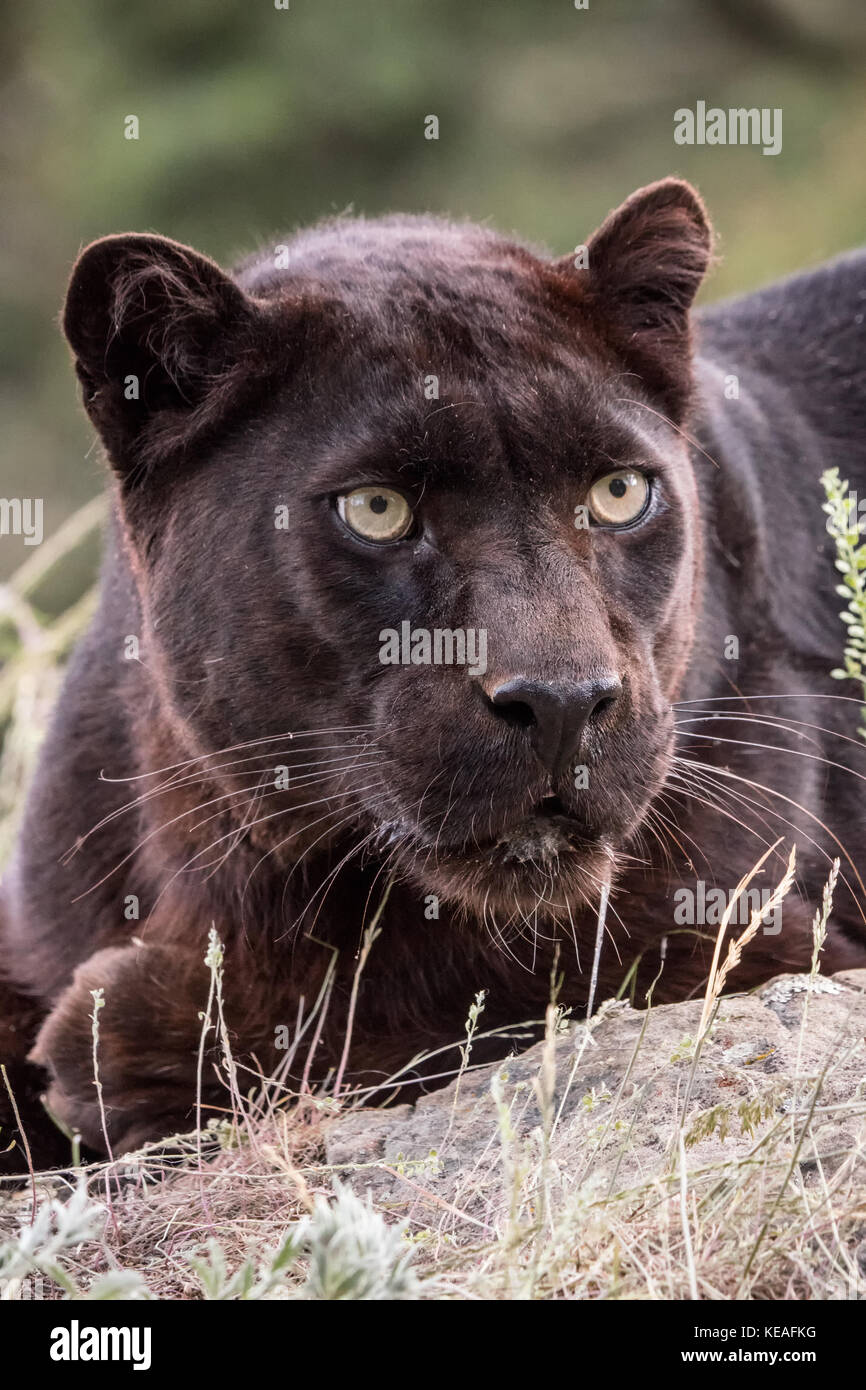 Panthère noire couchée, mais très alerte, près de Bozeman, Montana, USA. Une panthère noire dans les Amériques est la variante de couleur melanistic jaguars noirs Banque D'Images