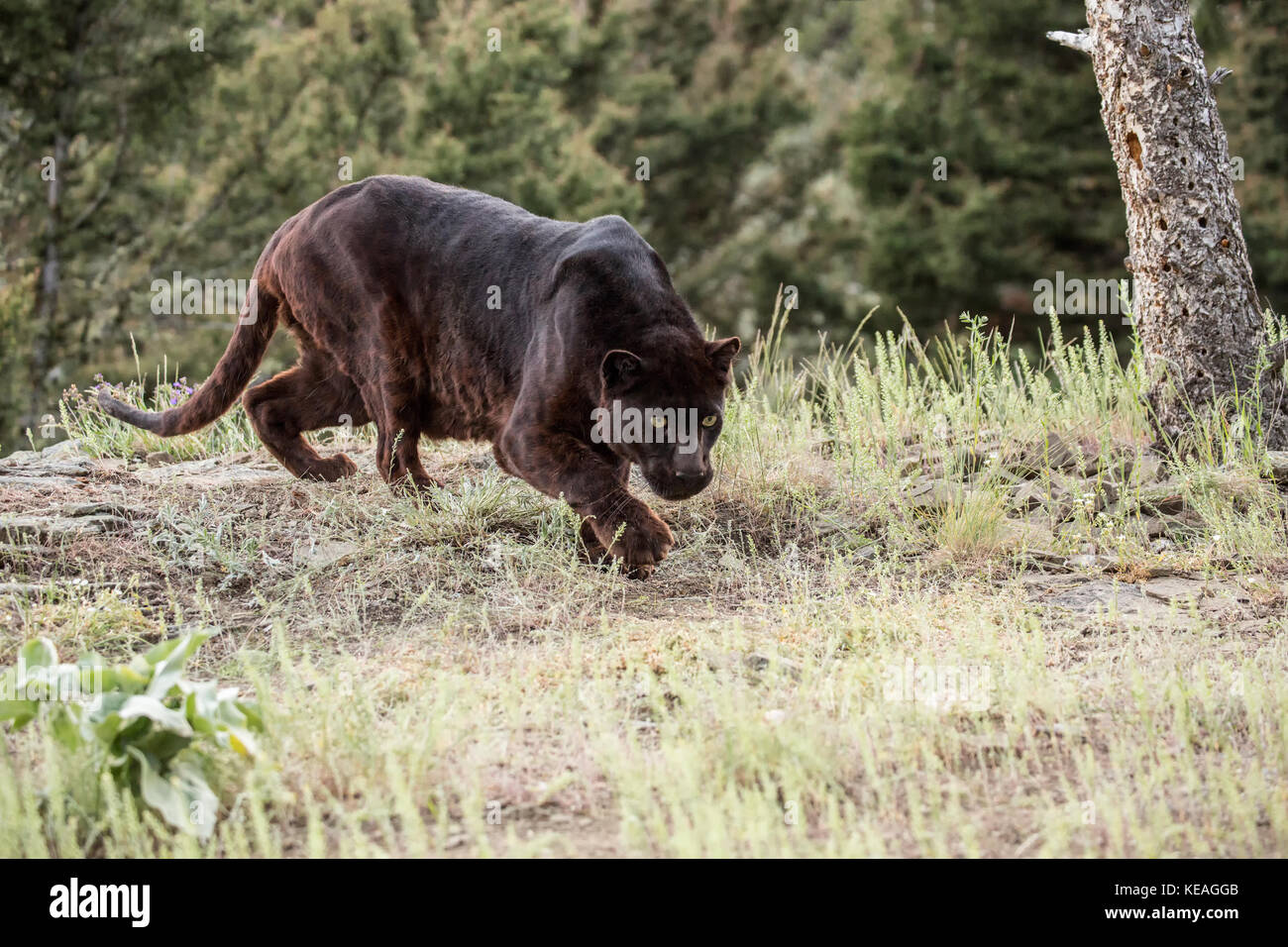 Panthère noire à la recherche de nourriture près de Bozeman, Montana, USA. Une panthère noire dans les Amériques est la variante de couleur melanistic jaguars noirs (Panthe Banque D'Images