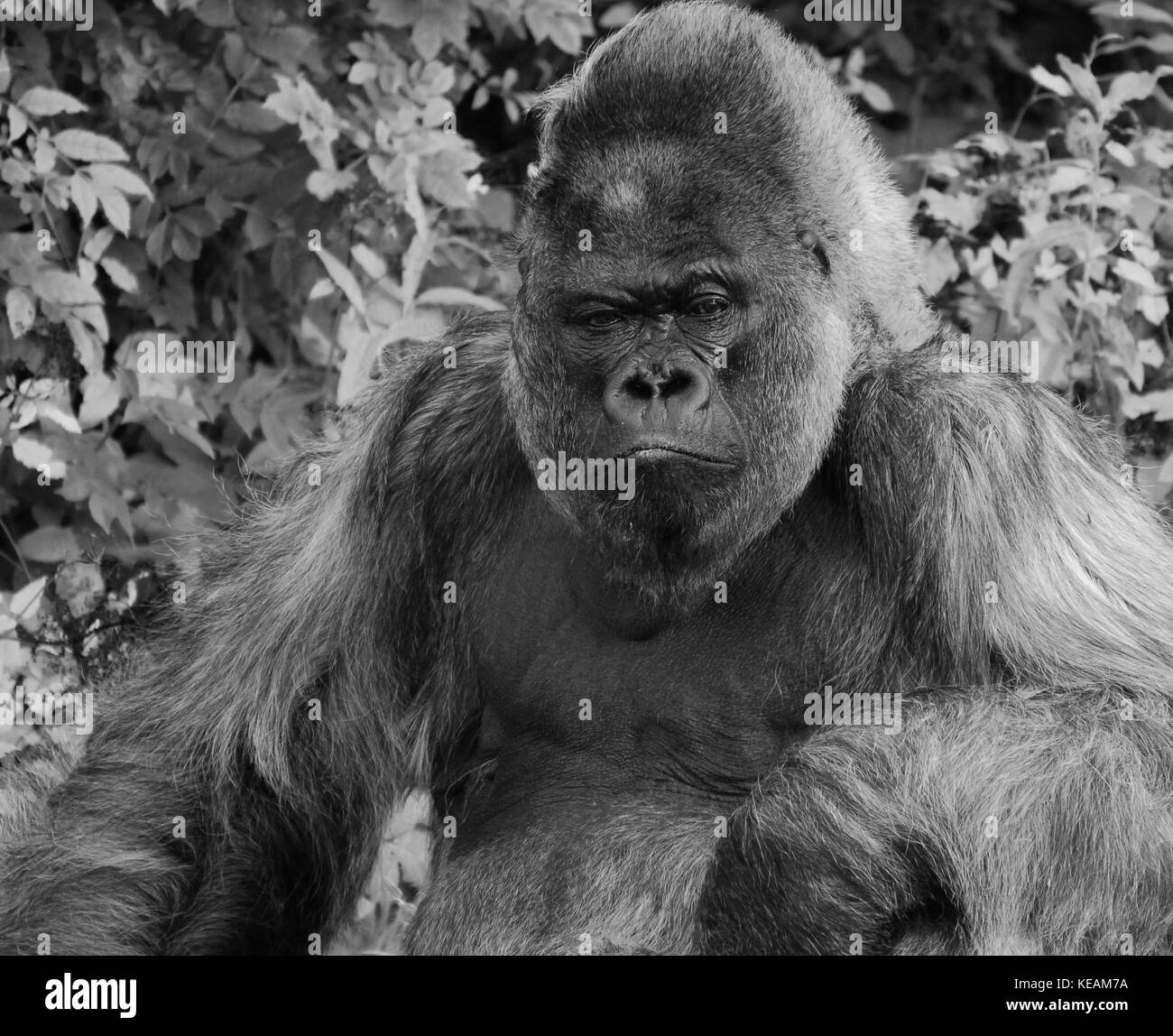 Gorille de plaine de l'Ouest portrait Banque D'Images