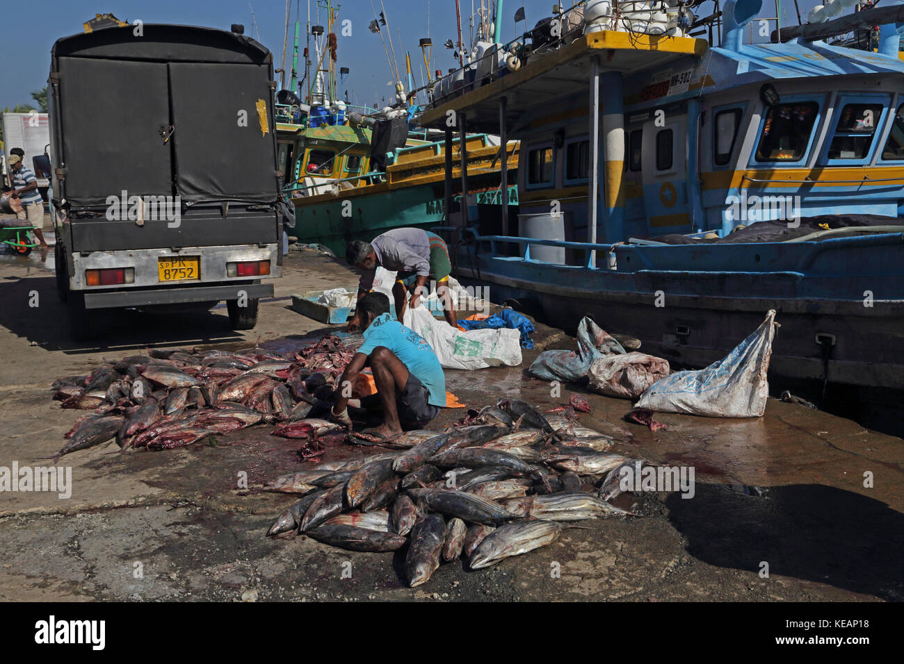 Le port de pêche de Mirissa Département du Sri Lanka l'éviscération des pêcheurs pêcher Banque D'Images