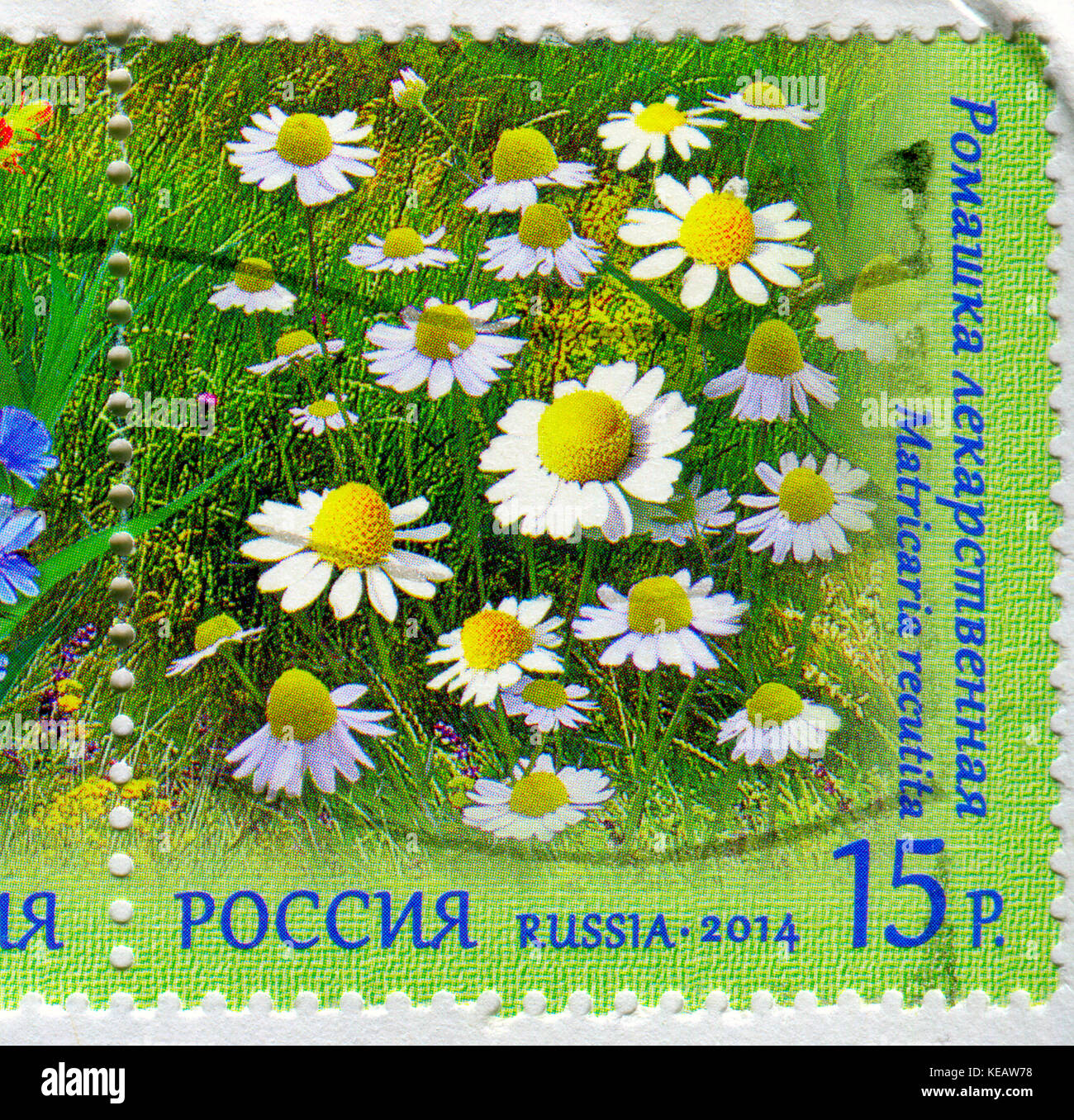 Gomel, Bélarus, 13 octobre 2017, de timbres en Russie montre image de la matricaria recutita, vers 2014. Banque D'Images
