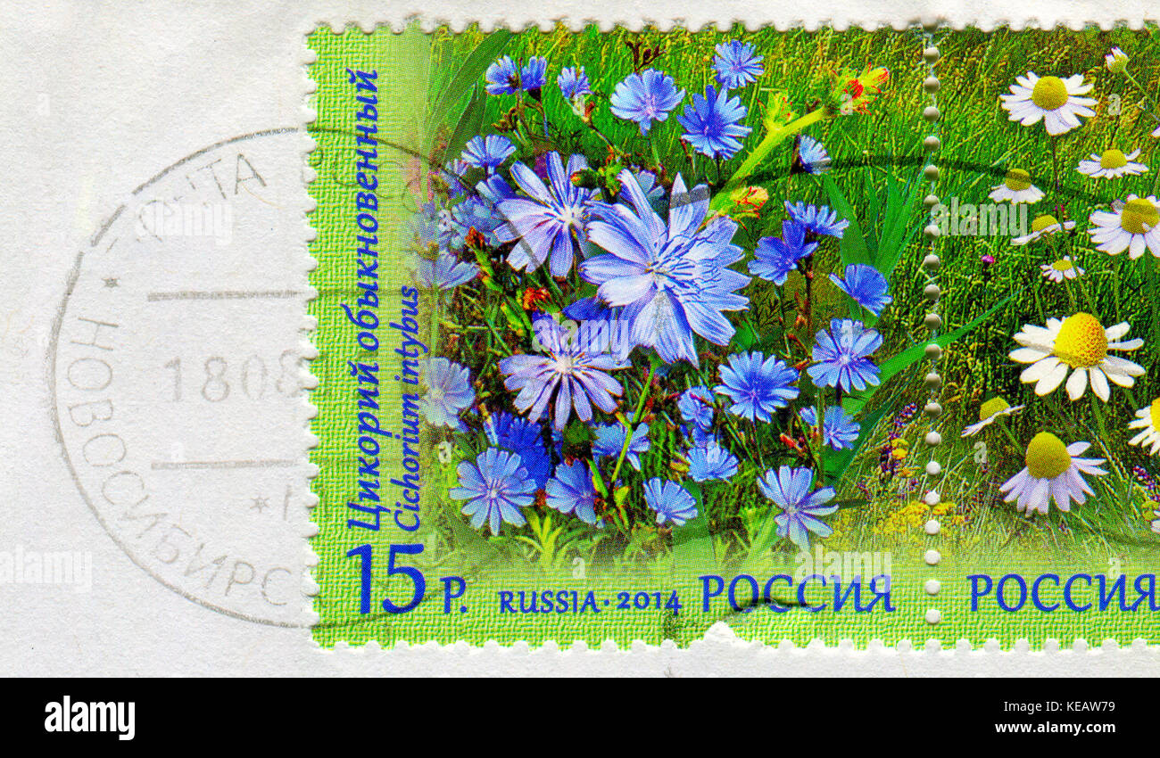Gomel, Bélarus, 13 octobre 2017, de timbres en Russie montre image de la cichorium intybus, vers 2014. Banque D'Images