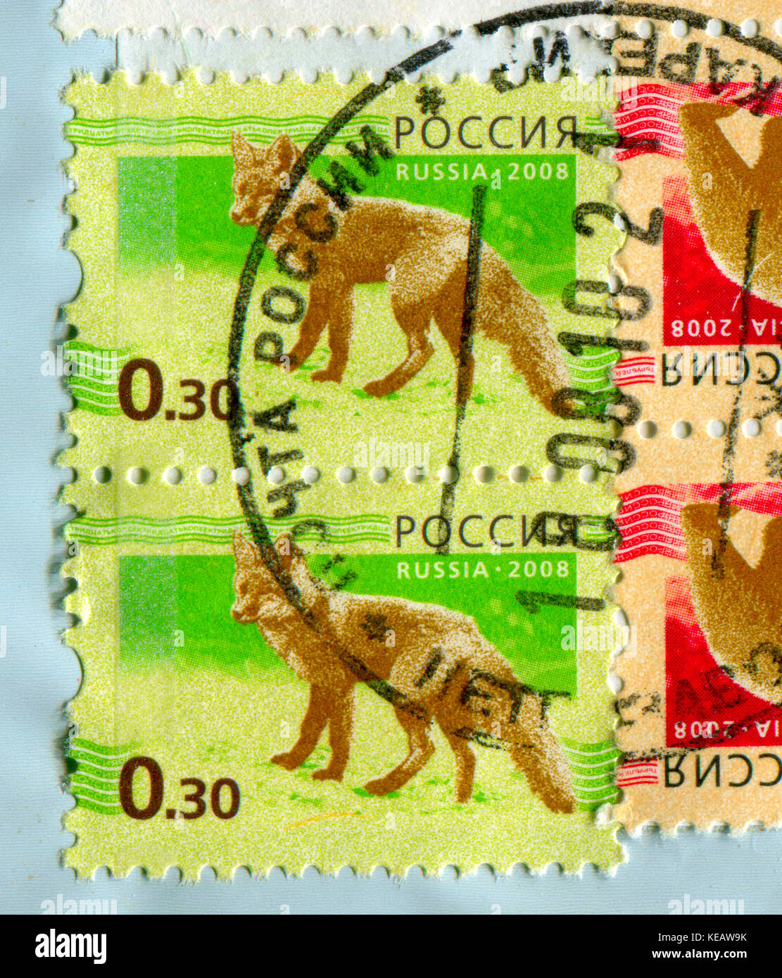 GOMEL, BÉLARUS, 13 OCTOBRE 2017, Timbre imprimé en Russie montre une image du loup, vers 2008. Banque D'Images