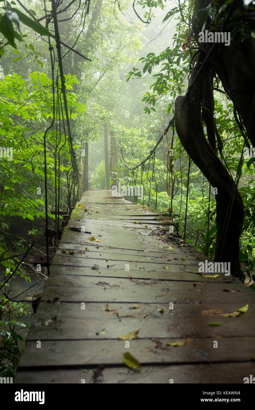 Vieux pont suspendu au rainforest Banque D'Images