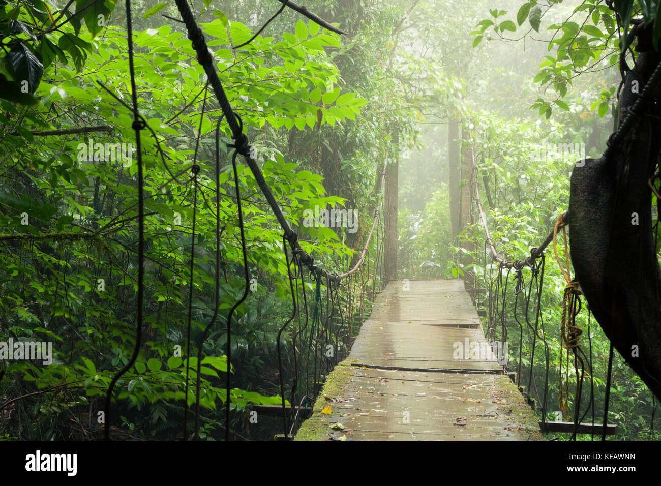 Vieux pont suspendu au rainforest Banque D'Images