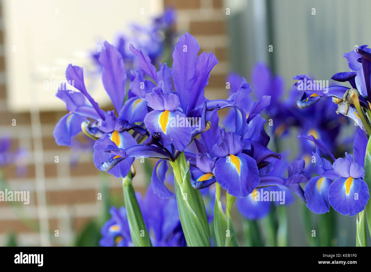 Dutch iris bleu foncé aussi connu comme × hollandica iris en pleine floraison Banque D'Images