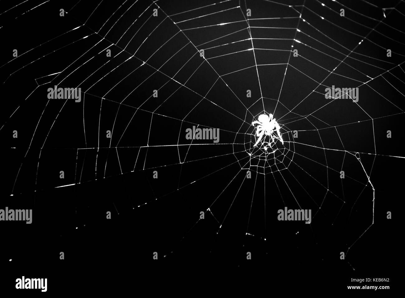 Silhouette araignée araignée tisse un filet, de nuit, gros plan, noir et blanc. effrayant crawls spider sur spider web, thème de l'halloween, macro. Banque D'Images