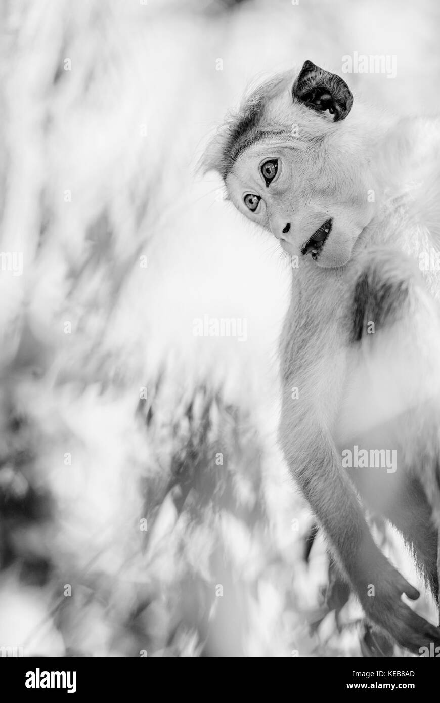 Toque macaque - macaca sinica, Sri Lanka Banque D'Images