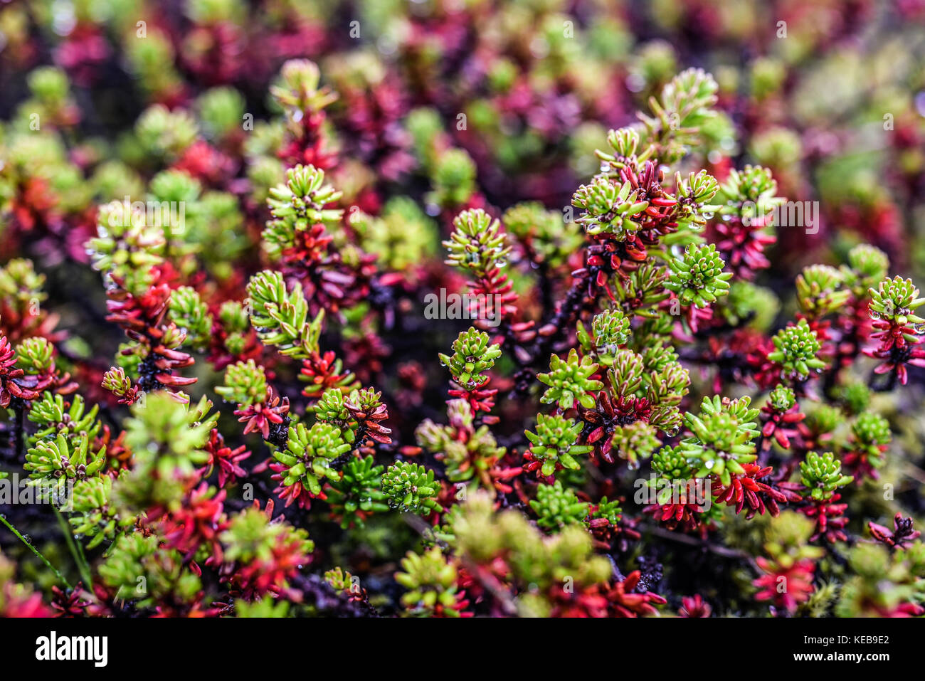 Sedum rubrotinctum plante verte dans jardin, printemps, Islande Banque D'Images