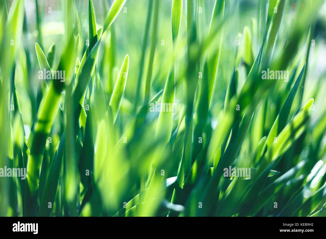Gros plan de l'herbe verte fraîche. soft focus. nature background Banque D'Images