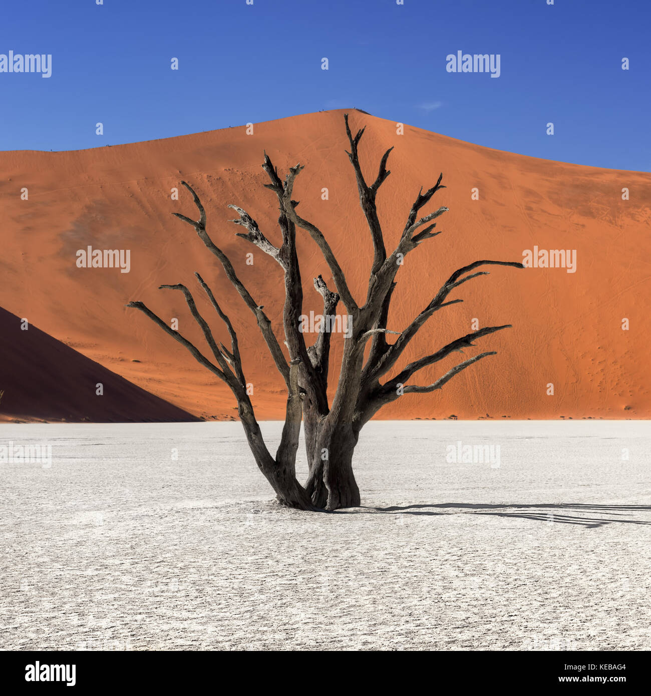 Dead acacia arbres et dunes rouges du Namib Naukluft Deadvlei dans Park, Namibie Banque D'Images