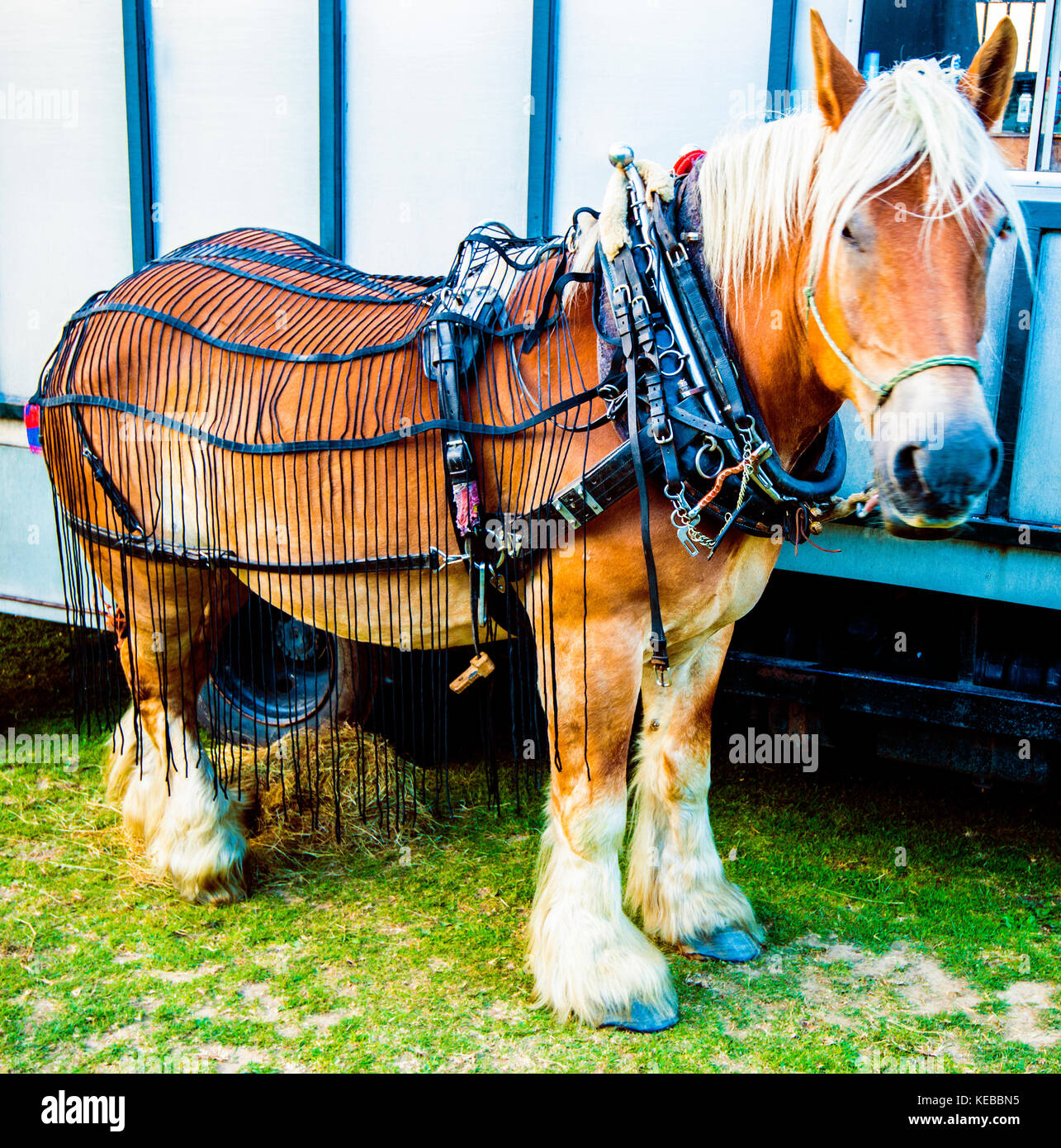 Big Beauty. Cheval de travail pour couper des fougères dans Hastings Country Park. Aide à empêcher le bétail de manger trop de saupoudrés et de tomber malade. Banque D'Images