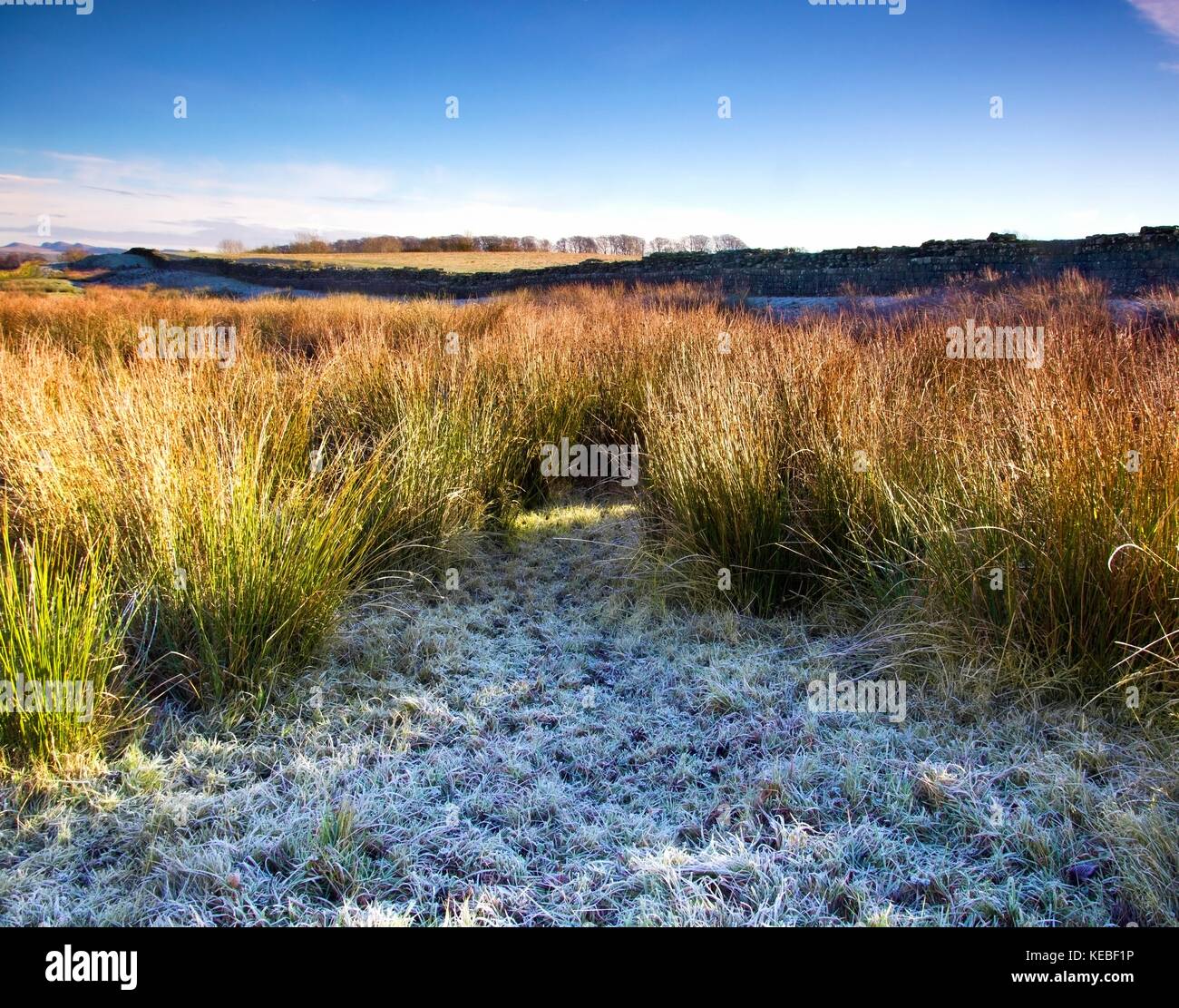 Une vue d'hiver de lande à distance dans le Northumberland, dans le nord de l'Angleterre, Royaume-Uni Banque D'Images