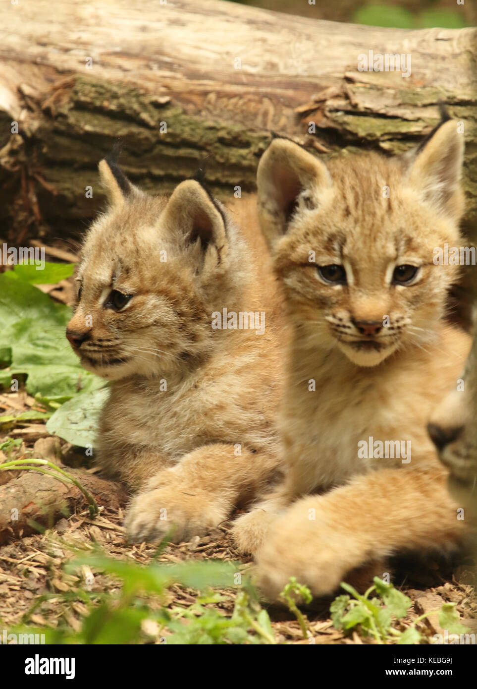 Les chatons Lynx canadiens se sont garés dans leur repaire. Banque D'Images