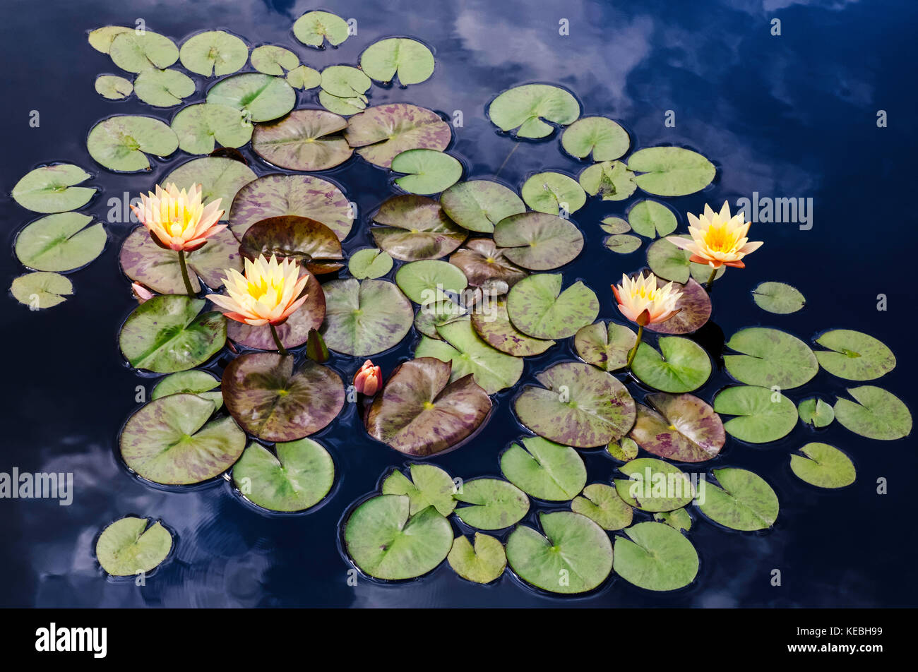 Lilas d'eau et ciel réfléchi Banque D'Images