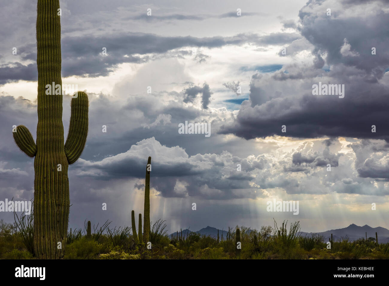 Tempête de mousson, parc national de Saguaro, Tucson, Arizona, États-Unis Banque D'Images