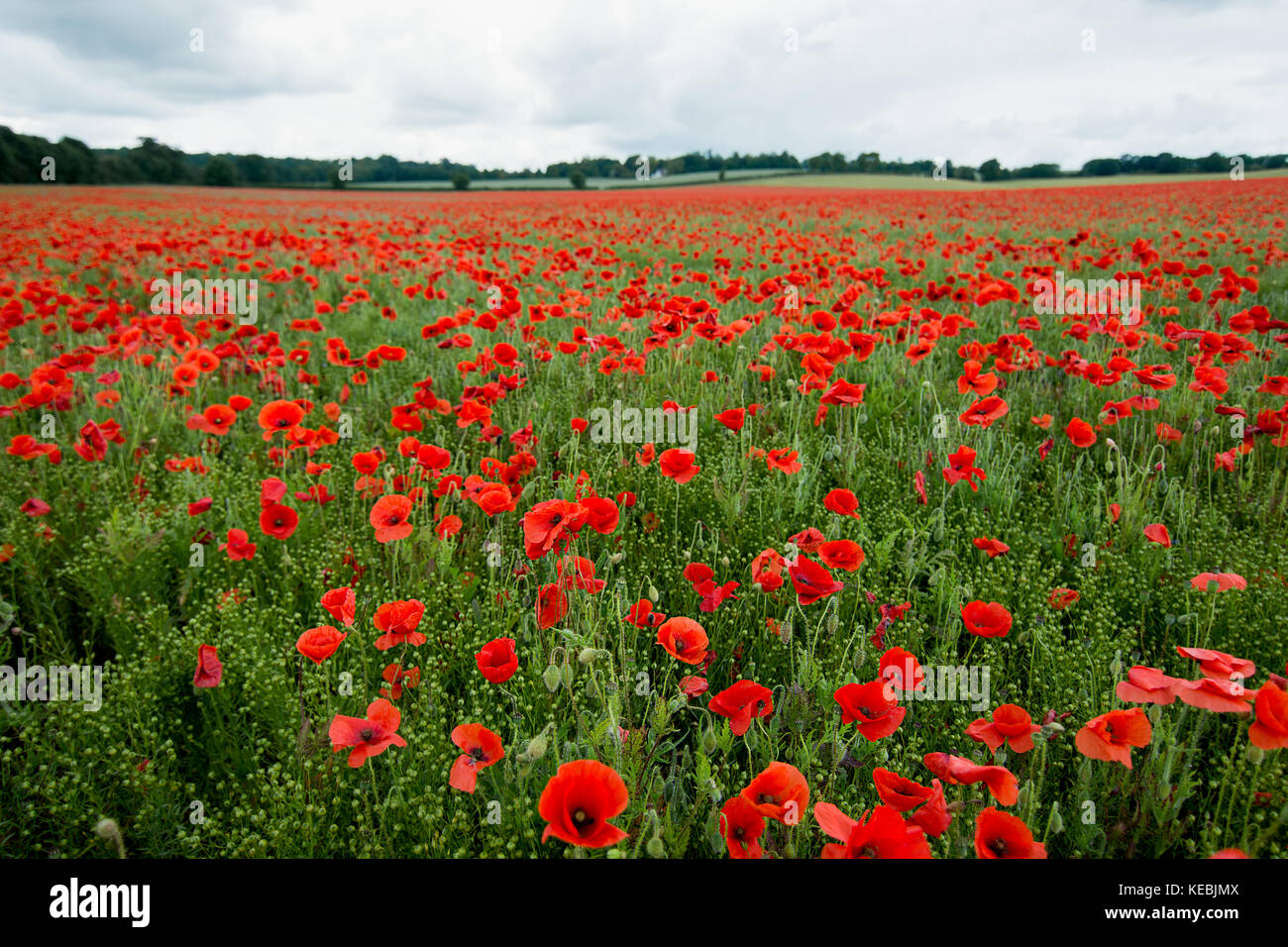 Une belle route de champ de coquelicots rouges floraison dans le Cambridgeshire, Royaume-Uni. Banque D'Images