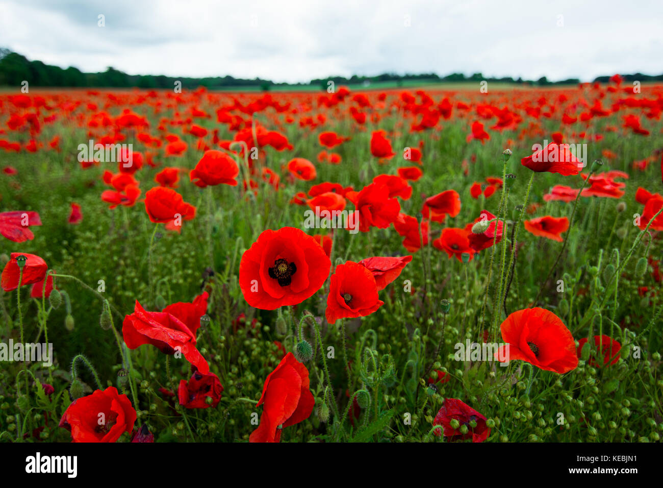 Une belle route de champ de coquelicots rouges floraison dans le Cambridgeshire, Royaume-Uni. Banque D'Images