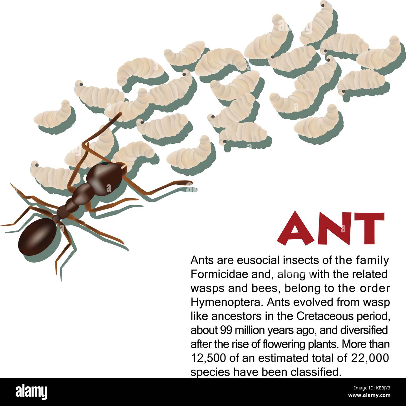 Ant du cycle de vie des insectes illustration Illustration de Vecteur