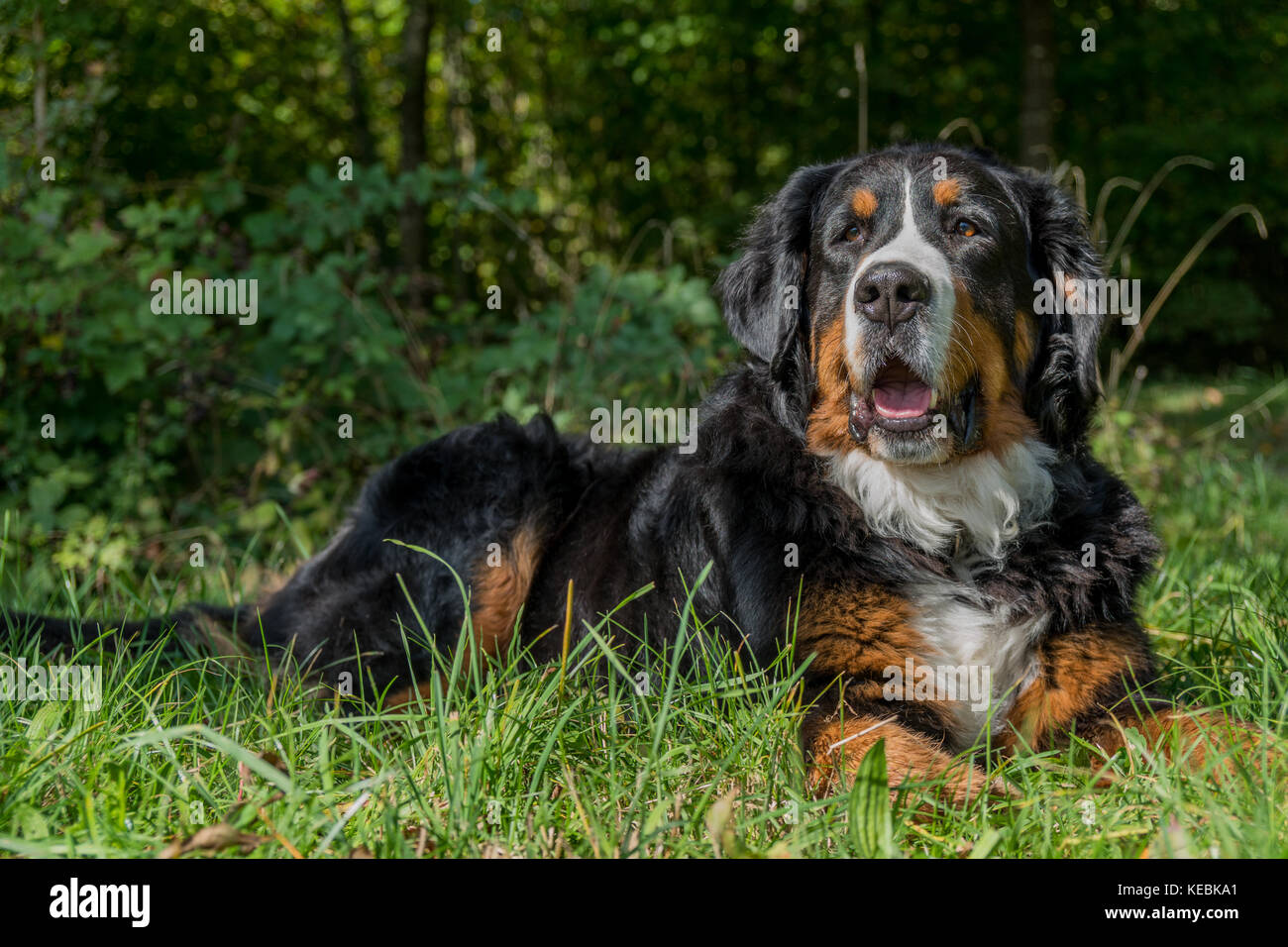 Chien de montagne bernois appréciant la belle journée Banque D'Images