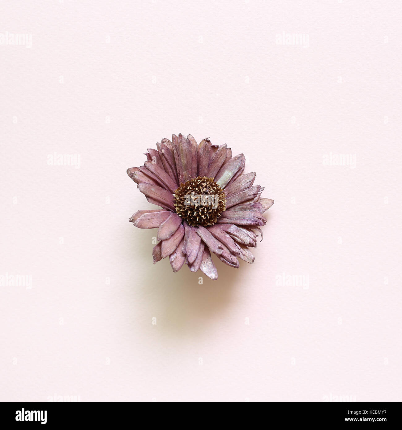 Fleur violet pastel sec sur fond rose Photo Stock - Alamy
