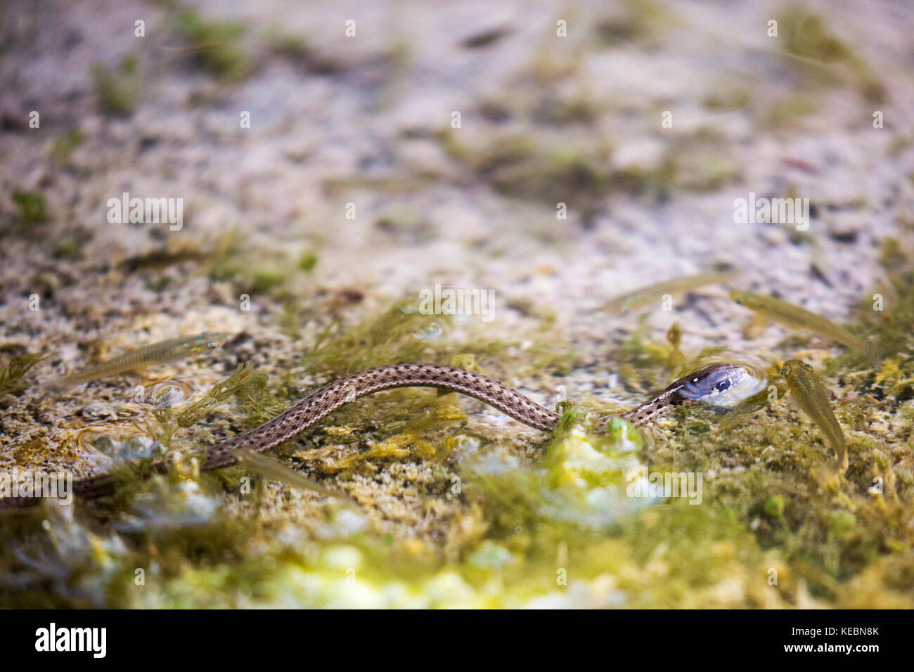 La couleuvre Ã Garter terrestre de l'Ouest (Thamnophis elegans) chasse le poisson dans une source chaude naturelle sur le mont Sulphur, dans le parc national Banff Banque D'Images