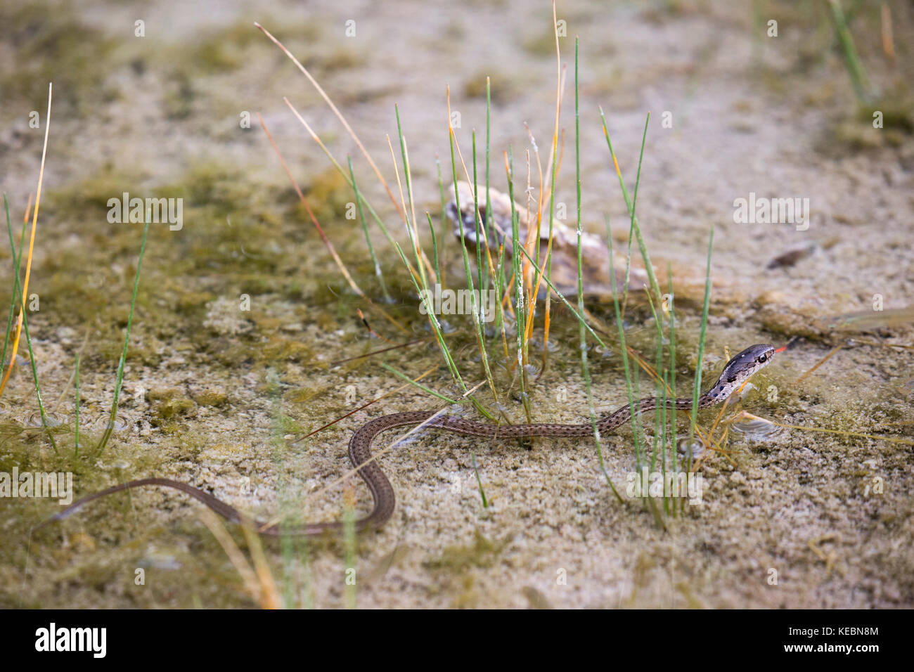 Serpent-jarretière terrestre de l'Ouest (Thamnophis elegans) nageant dans une source chaude naturelle sur le mont Sulphur, dans le parc national Banff Banque D'Images