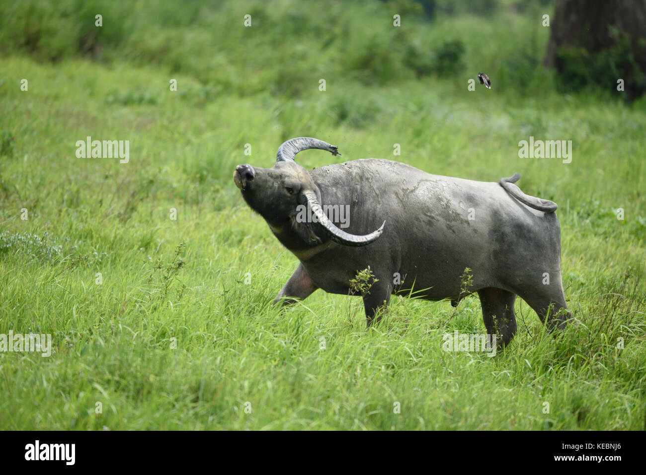 Wild Water buffalo (Bubalus arnee) dans le parc national de Kaziranga, Assam, Inde Banque D'Images