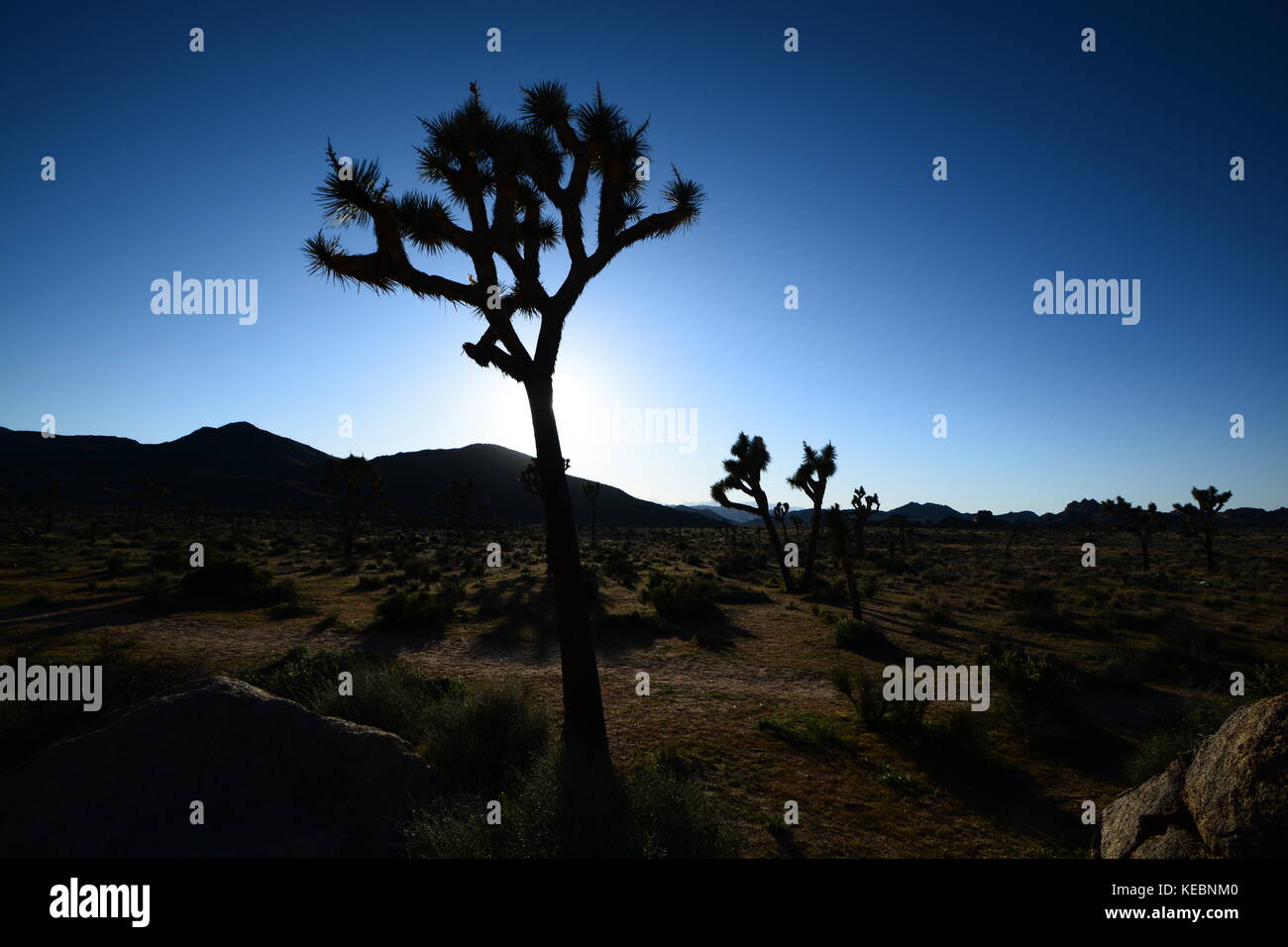 Joshua Tree silhouette Banque D'Images