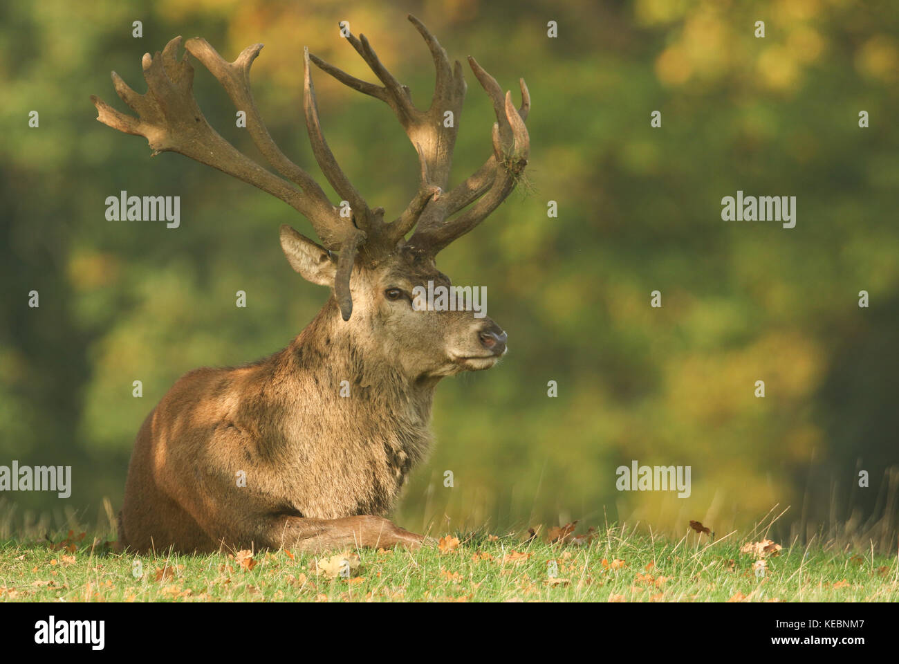 Un grand cerf de Virginie (Cervus elaphus) se reposant dans les bois pendant la saison de la rutèse. Banque D'Images