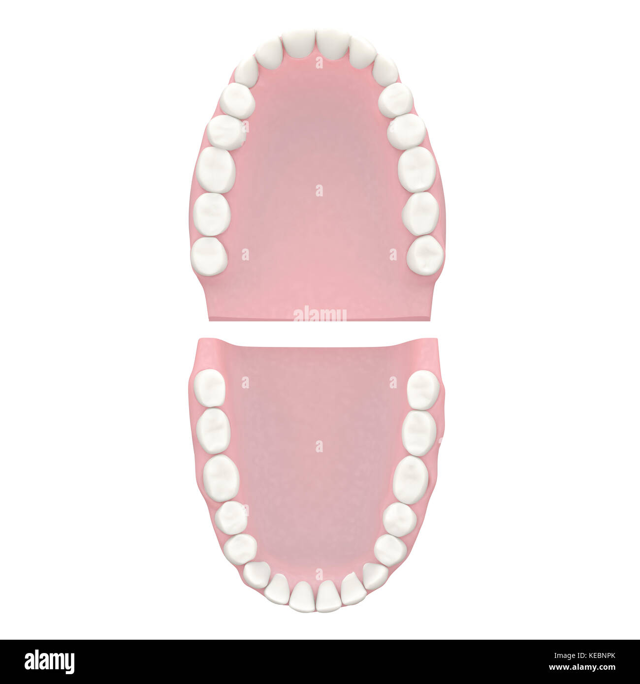 Dents humaines, modèle dentaire Banque D'Images