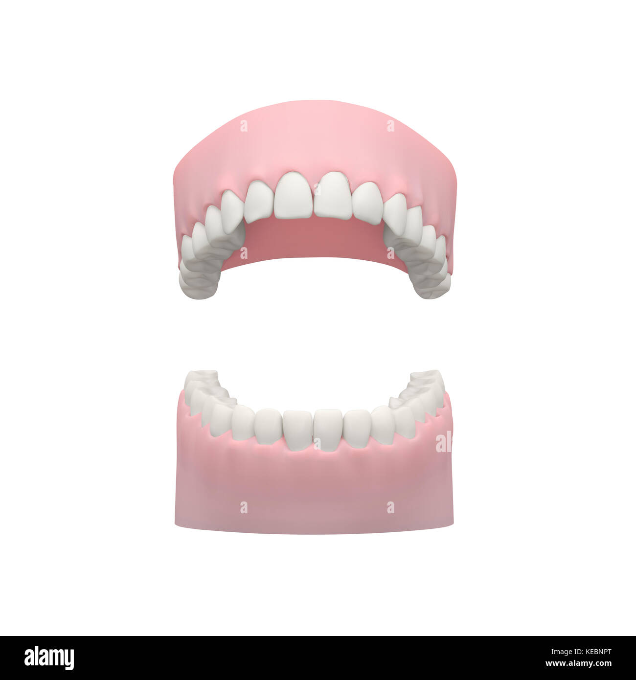 Dents humaines, modèle dentaire Banque D'Images