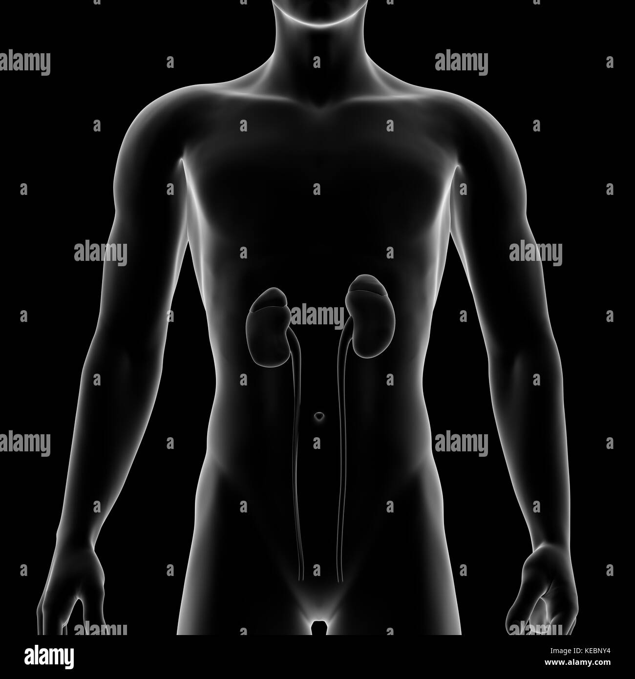 Le rein, organe interne, corps humain Banque D'Images