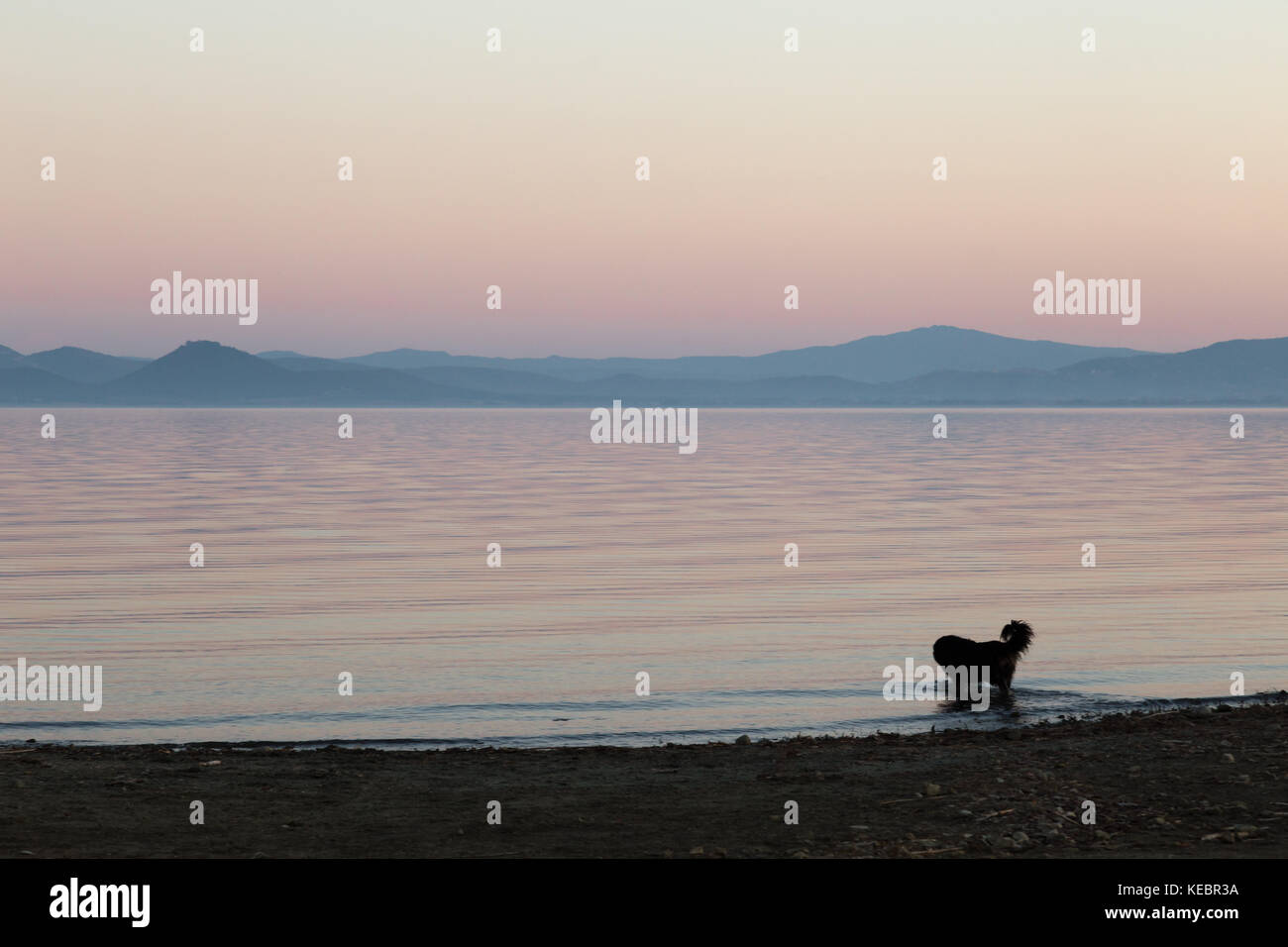 Un chien à prendre un bain dans un lac au crépuscule, avec de beaux tons chauds et doux dans le ciel et l'eau Banque D'Images