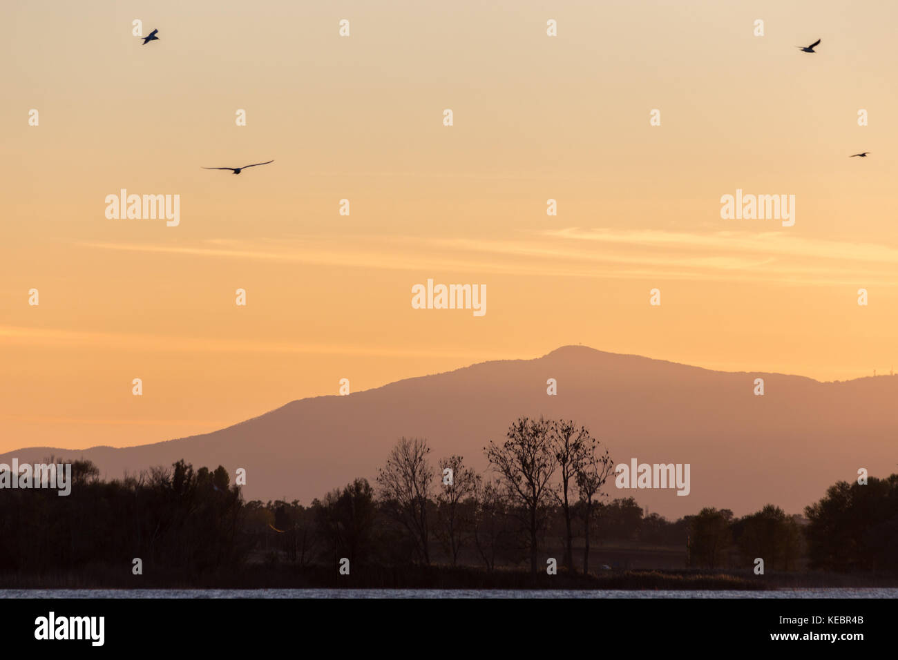 Vol de mouettes au-dessus d'un lac au coucher du soleil, avec des silhouettes d'arbres et montagnes au loin Banque D'Images