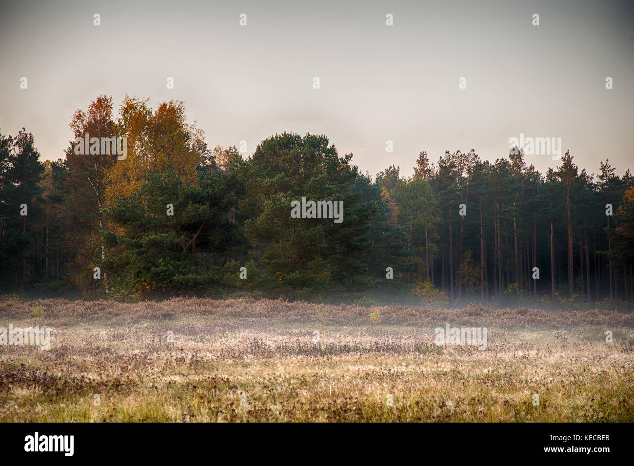 Lever de soleil dans la brume des Landes Banque D'Images