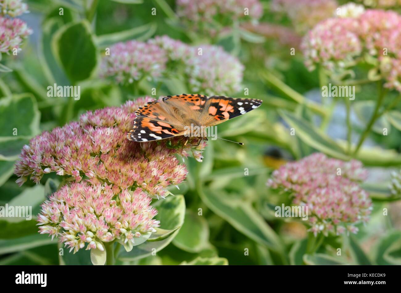 Macro photos d'un papillon belle-dame. macro photo d'une belle-dame papillon. Banque D'Images