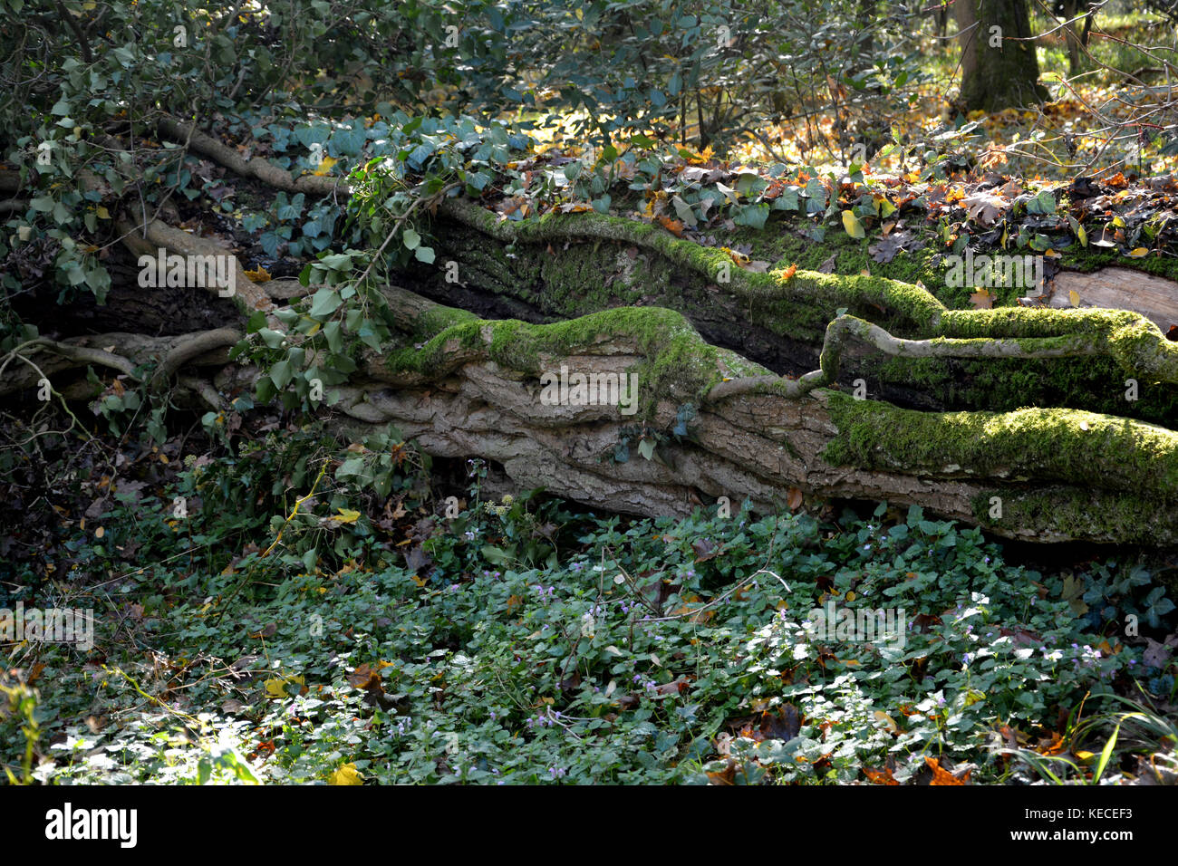 Gnarledly vieux tronc réside dans le bois avec de nombreuses plantes devenir envahis sur le terrain Banque D'Images