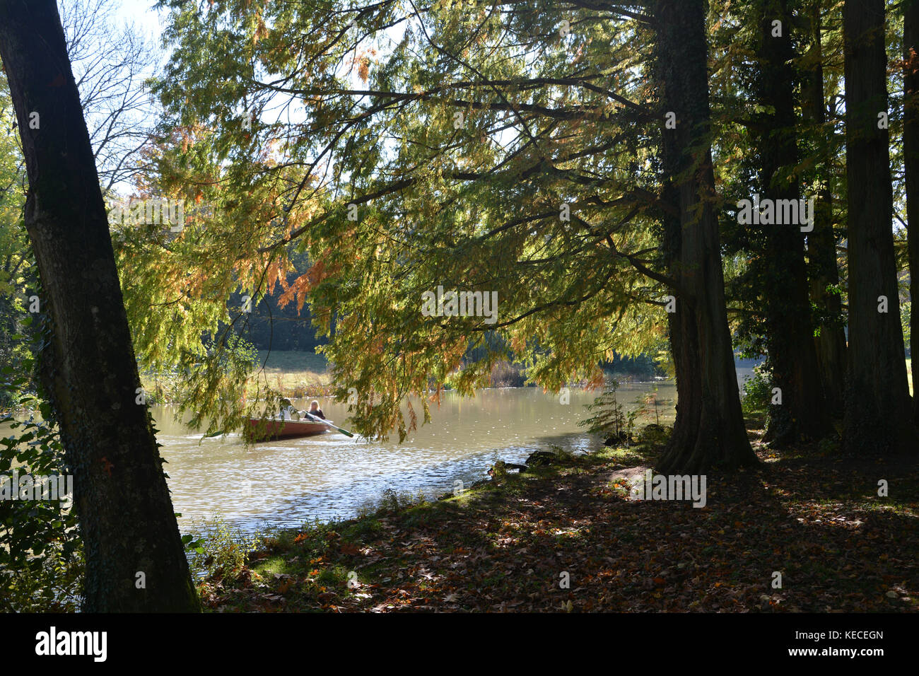Grand arbre à l'automne dans un petit lac avec canoë dans l'eau Banque D'Images