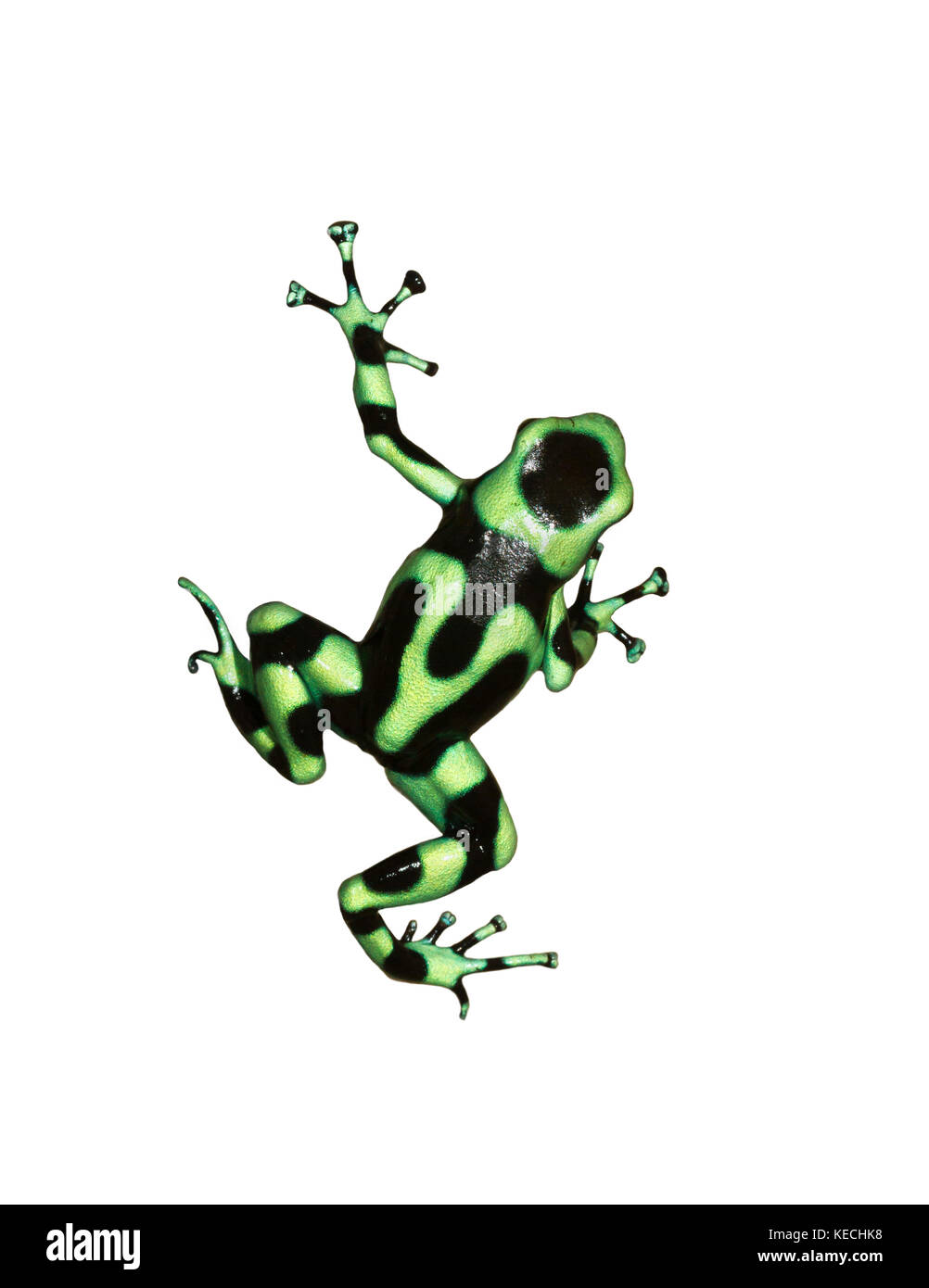 Le livre vert et noir poison dart frog isolé sur fond blanc Banque D'Images