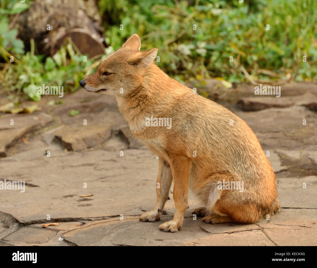 Le chacal doré (Canis aureus) Banque D'Images