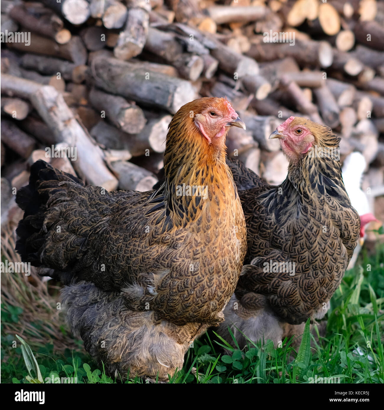 Paire de gros poulets de basse-cour en itinérance brahma Banque D'Images
